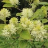 Dwarf Fothergilla -Greatgardenplants dwarf fothergilla 1