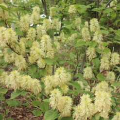 Dwarf Fothergilla -Greatgardenplants dwarf fothergilla 2