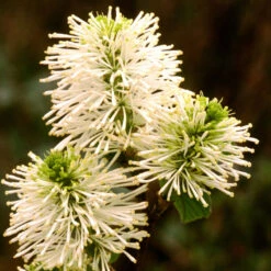 Dwarf Fothergilla -Greatgardenplants dwarf fothergilla 3
