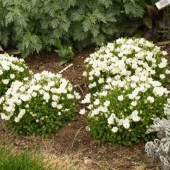 Mini Marvels™ Starbright Bellflower -Greatgardenplants e3db643294764818d181f5553fae1f33