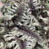 'Crested Surf' Japanese Painted Fern -Greatgardenplants e452bce2c71e2bbb632f0cb609df2b9d