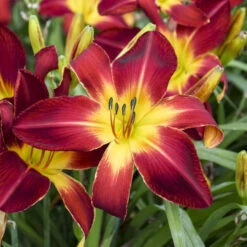 Rainbow Rhythm® 'Ruby Spider' Daylily -Greatgardenplants e733f097c1ead2fcaa10f5dc96466246