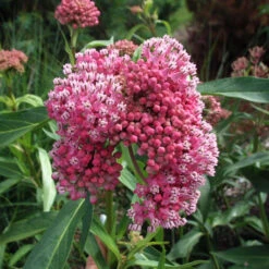 'Cinderella' Swamp Milkweed -Greatgardenplants e875376c1fcd48a2118c85d58edb52a1