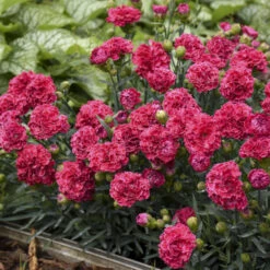 Fruit Punch® 'Raspberry Ruffles' Dianthus -Greatgardenplants e87edf696373a284d9438c94dccc133f