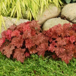 Primo® 'Peachberry Ice' Coral Bells -Greatgardenplants e9fd68841bf7a4e057ea29358fd1d5fc