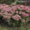 'Autumn Joy' Stonecrop -Greatgardenplants ea047a124351d66be01a92e16e5529f9