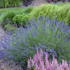 Phenomenal® Lavender -Greatgardenplants ea80d145310cf341f233116bf762121f