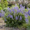 Living Large™ Big Sky Salvia -Greatgardenplants ec648a2345c4e5273784f5d2eb832983
