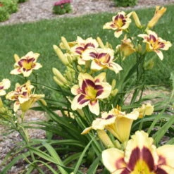 Rainbow Rhythm® 'Star Of The North' Daylily -Greatgardenplants ec8957e4b42f31aab9743d504f4f2998