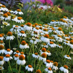 PowWow® White Coneflower