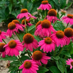 Butterfly Garden Collection -Greatgardenplants echinacea pow wow wild berry 1 1f8d5481 f719 4b96 8a95 2f4d0993265d