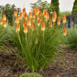Pyromania® 'Hot And Cold' Red Hot Poker -Greatgardenplants ed4c55cbc714b6ab19f4d2f85f951b1e
