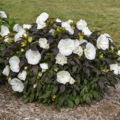 Summerific® 'Cookies And Cream' Perennial Hibiscus -Greatgardenplants ef1859efc0a5ef319c1b78b5577cfee5