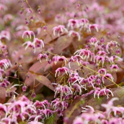 'Pretty In Pink' Barrenwort