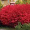 'Compactus' Burning Bush -Greatgardenplants euonymus alatus compactus burning bush 1 sw