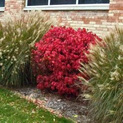 'Compactus' Burning Bush -Greatgardenplants euonymus alatus compactus burning bush 3 sw
