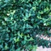 Wintercreeper -Greatgardenplants euonymus colorata wintercreeper 1 sw