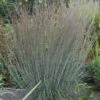 Blue Heaven® Little Bluestem -Greatgardenplants f1791ffacb429ee15c471289c4d8cbe6