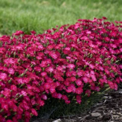 'Paint The Town Red' Dianthus -Greatgardenplants f31612abc365d0ce0888b4d99c0daf25