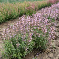 'Pinky Pie' Hummingbird Mint -Greatgardenplants f8d5c6be980529a34d3d82da4ae516b6