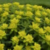 Cushion Spurge -Greatgardenplants faee02883cd8f3715fbc43759ea67b89