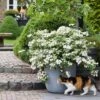 Fairytrail Bride™ Cascade Hydrangea™ -Greatgardenplants fairytrail bride cascading hydrangea 2 sw