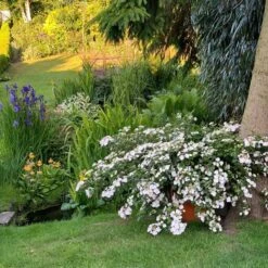 Fairytrail Bride™ Cascade Hydrangea™ -Greatgardenplants fairytrail bride cascading hydrangea 3 sw