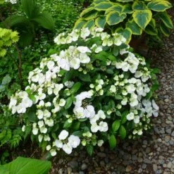 Fairytrail Bride™ Cascade Hydrangea™ -Greatgardenplants fairytrail bride cascading hydrangea 4 sw