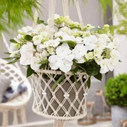 Fairytrail Bride™ Cascade Hydrangea™ -Greatgardenplants fairytrail bride cascading hydrangea 5 sw