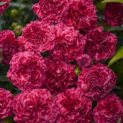 Fruit Punch® 'Raspberry Ruffles' Dianthus -Greatgardenplants fd97f530b14e3eea63e016fcf12ade4b