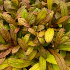 Feathered Friends™ 'Fancy Finch' Bugleweed 8 Feathered Friends™ 'Fancy Finch' Bugleweed -Greatgardenplants feathered friends fancy finch bugleweed 2