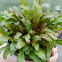 Feathered Friends™ 'Fancy Finch' Bugleweed 9 Feathered Friends™ 'Fancy Finch' Bugleweed -Greatgardenplants feathered friends fancy finch bugleweed 3