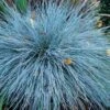 'Boulder Blue' Blue Fescue -Greatgardenplants festuca boulder blue fescue 1 sw