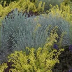 'Boulder Blue' Blue Fescue -Greatgardenplants festuca boulder blue fescue 2 sw