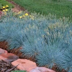 'Boulder Blue' Blue Fescue -Greatgardenplants festuca boulder blue fescue 4 sw