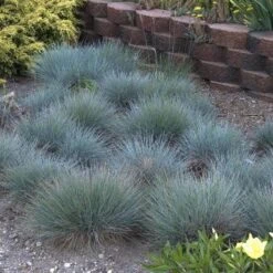 'Boulder Blue' Blue Fescue -Greatgardenplants festuca boulder blue fescue 5 sw
