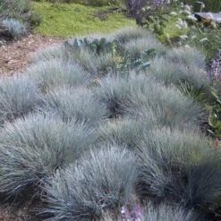 'Boulder Blue' Blue Fescue -Greatgardenplants festuca boulder blue fescue 6 sw