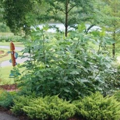 'Chicago Hardy' Fig -Greatgardenplants ficus chicago hardy 3 sw