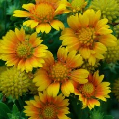 Drought Resistant+ Long Blooming Collection -Greatgardenplants gaillardia arizona apricot 1