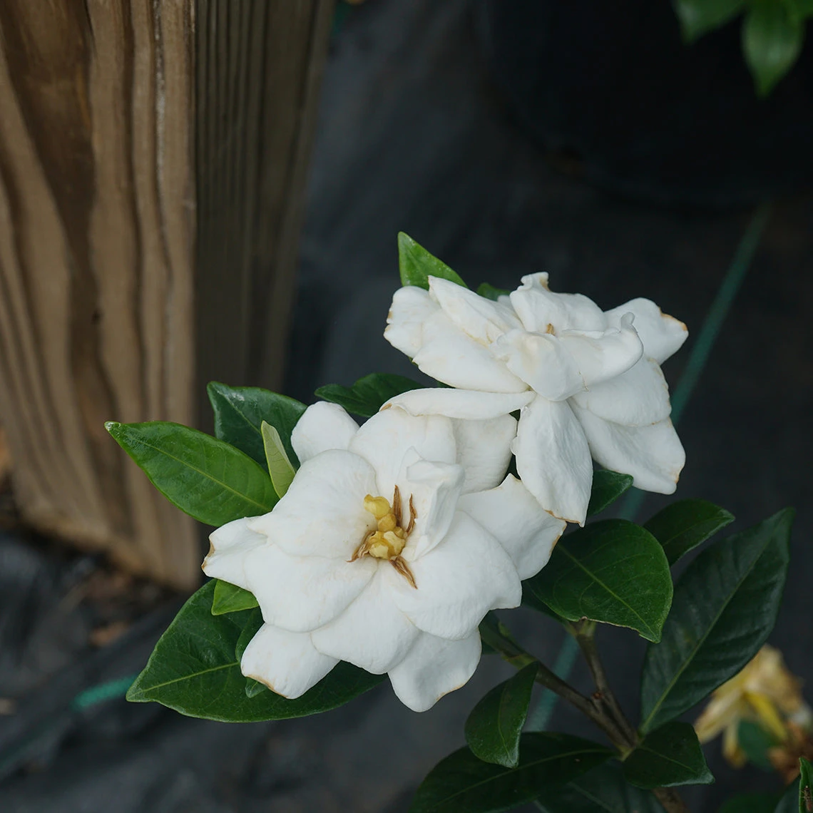 Steady As She Goes™ Gardenia 5 Steady As She Goes™ Gardenia - Image 3