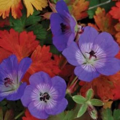 Rozanne® Cranesbill -Greatgardenplants geranium rozanne cranesbill 2