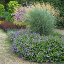 Rozanne® Cranesbill -Greatgardenplants geranium rozanne cranesbill 3