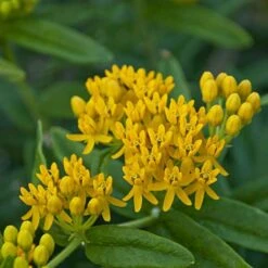 'Hello Yellow' Milkweed -Greatgardenplants hello yellow milkweed 2