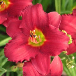 'Pardon Me' Daylily -Greatgardenplants hemerocallis pardon me daylily 1