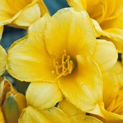 'Stella D'Oro' Daylily -Greatgardenplants hemerocallis stella doro daylily 2