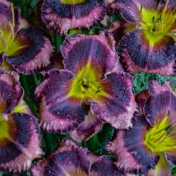 Rainbow Rhythm® 'Storm Shelter' Daylily -Greatgardenplants hemerocallis storm shelter 2