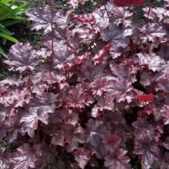 'Palace Purple' Coral Bells -Greatgardenplants heuchera palace purple 3 sw