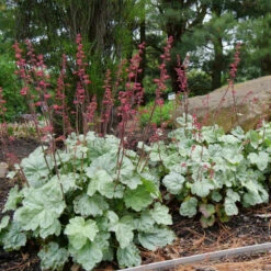 'Paris' Coral Bells -Greatgardenplants heuchera paris coral bells 6