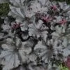 Primo® 'Black Pearl' Coral Bells -Greatgardenplants heuchera primo black pearl coral bells 1