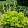 'Twist Of Lime' Coral Bells -Greatgardenplants heuchera twist of lime 1